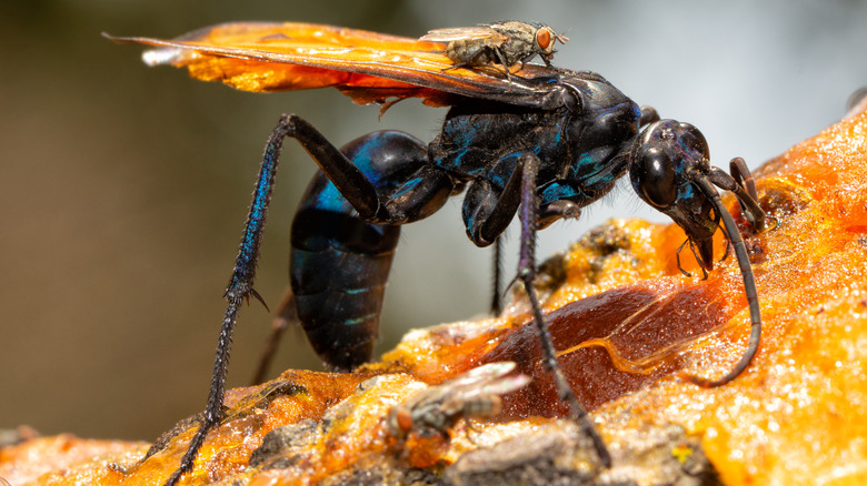 Tarantula hawk wasp on tree