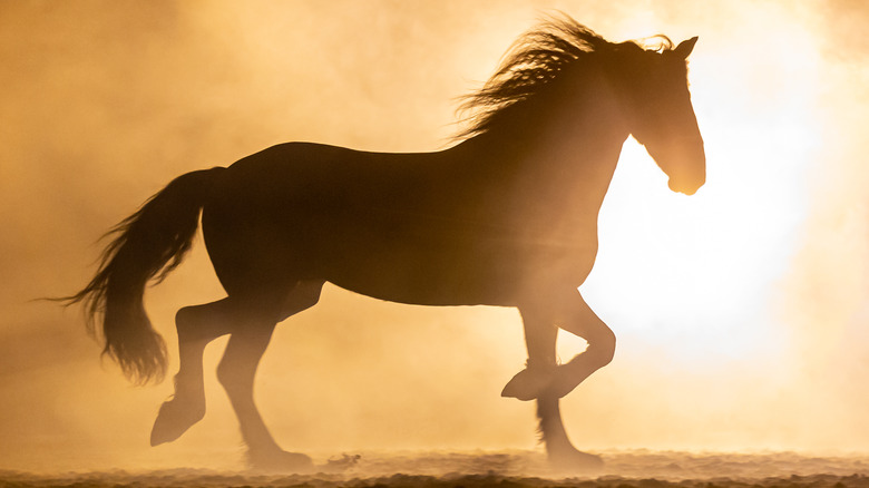 horse silhouettte