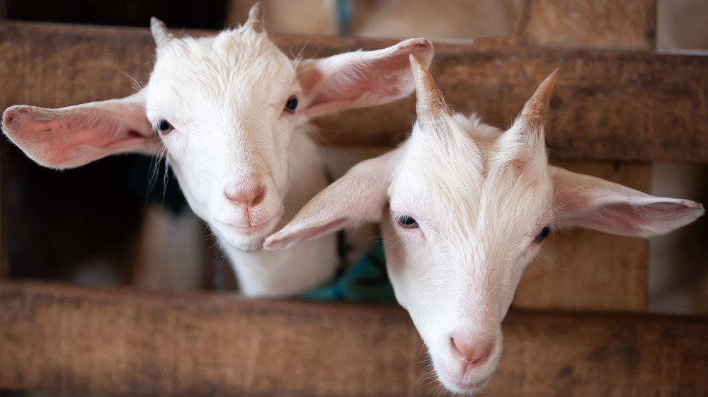 Two cute goats awaiting surgery