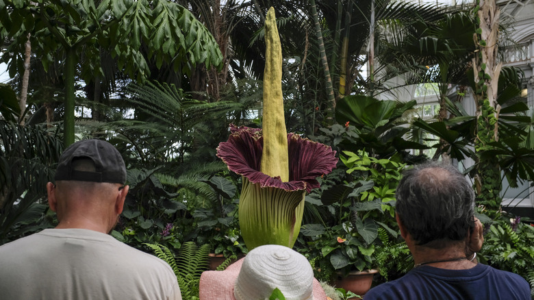 The Bizarre Truth About Corpse Flowers