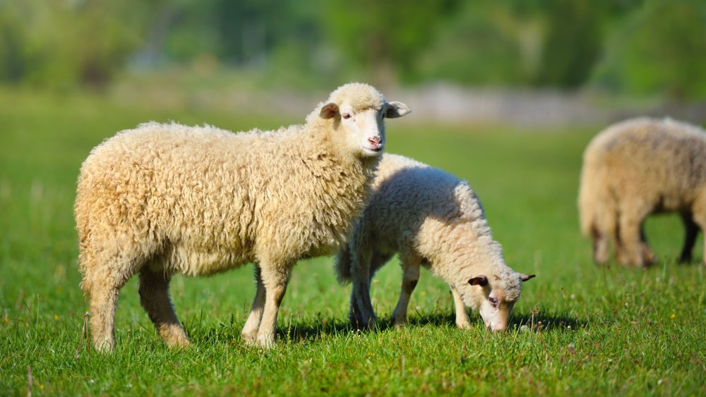 Sheep