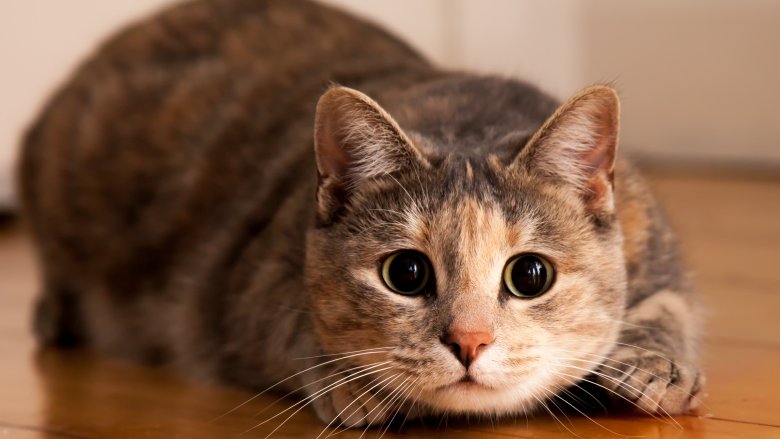 cat hunting pounce