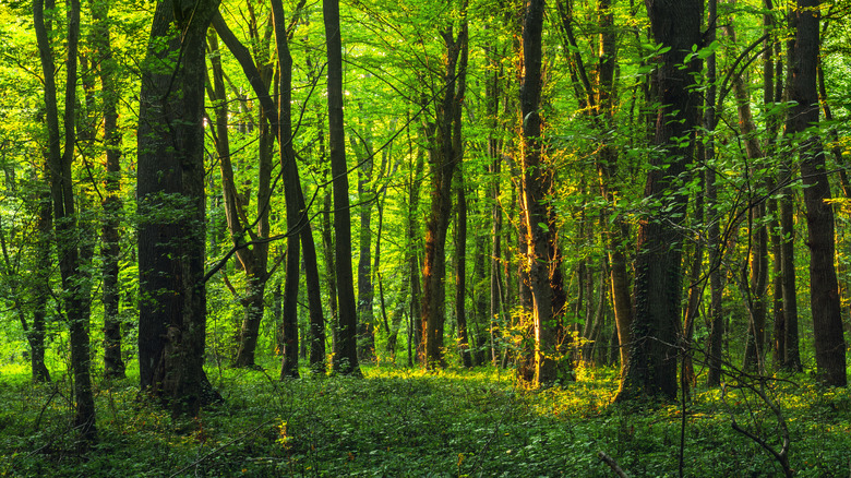 trees in a forest