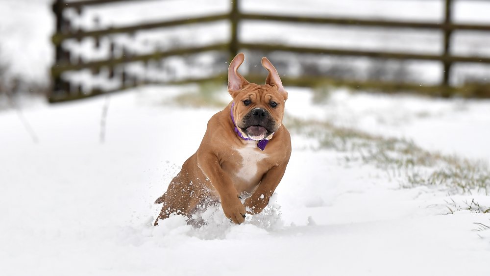 bullmastiff