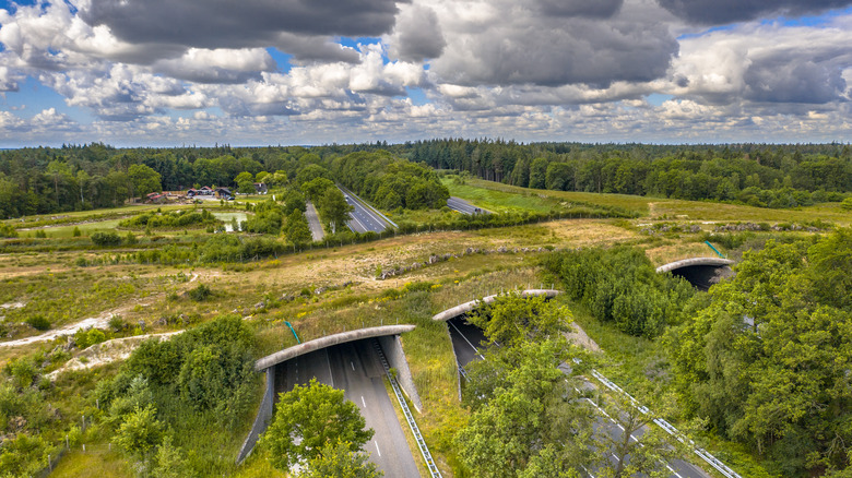 Wildlife crossing in the Netherlands 