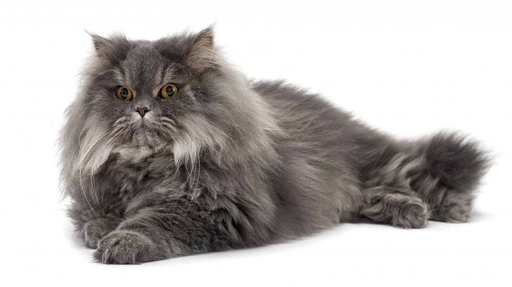 Persian cat