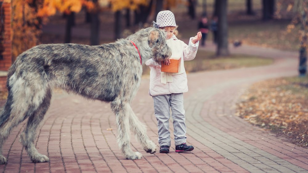 Irish wolfhound