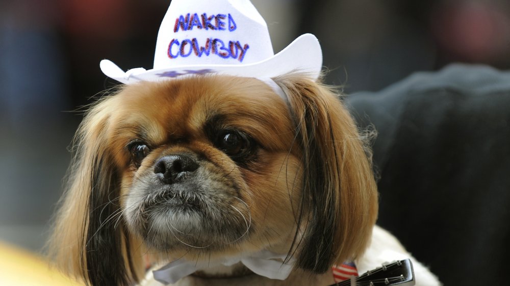 Pekingese