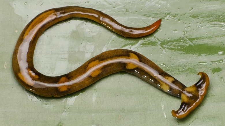 Brown spotted hammerhead worm on a leaf