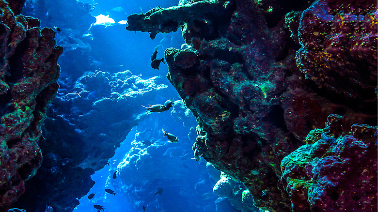 underwater harp sponge