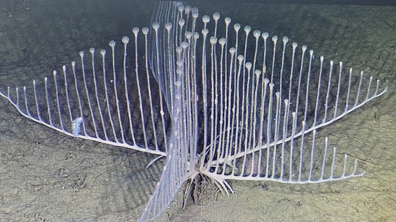 carnivorous harp sea sponge
