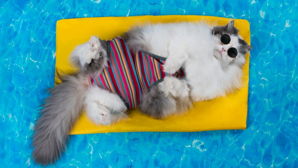 Cat swimming pool