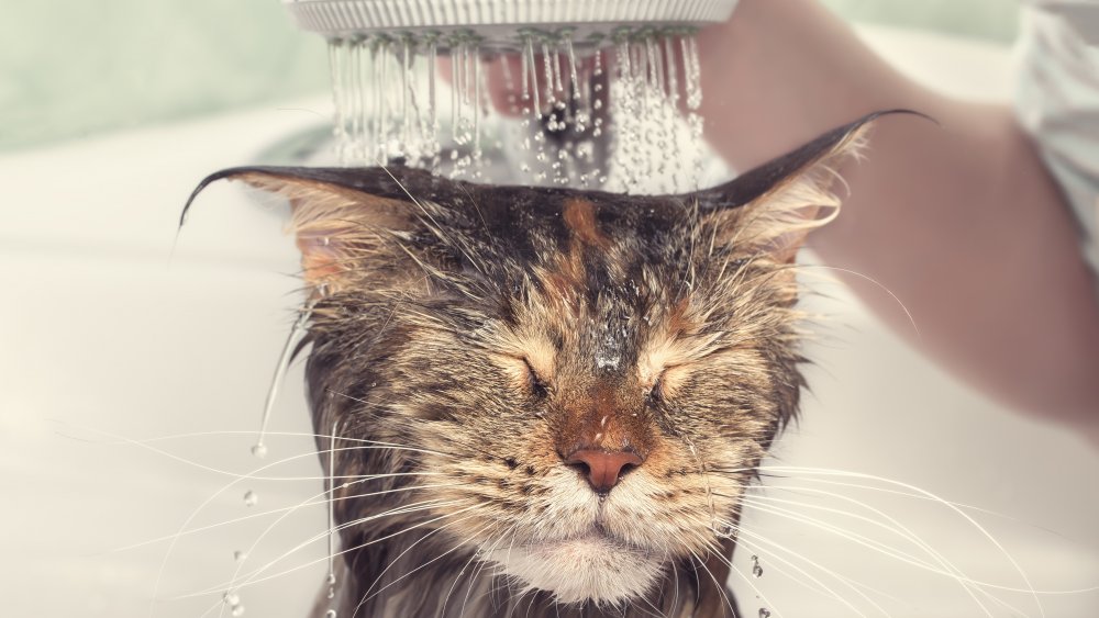 Cat bath