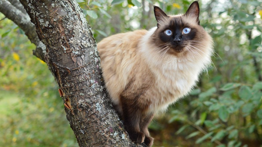 Balinese cat