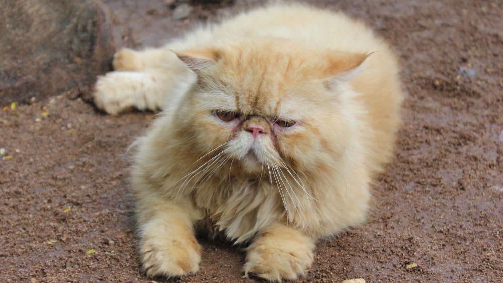 Persian cat