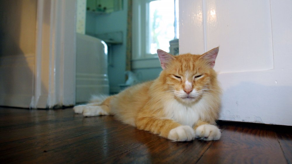 Cat in Hemingway's house