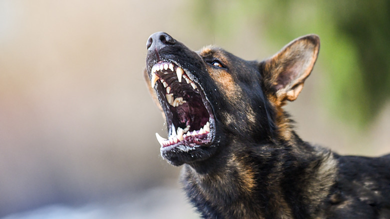 angry dog