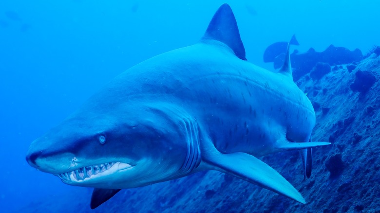 shark swimming near ocean bed