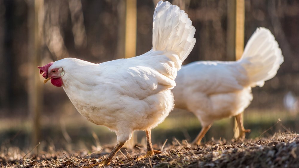 Leghorn chickens