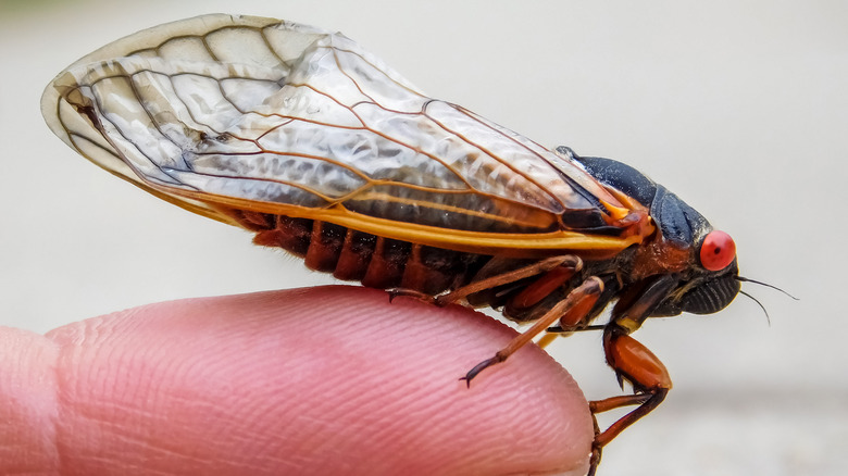 cicada with red eyes