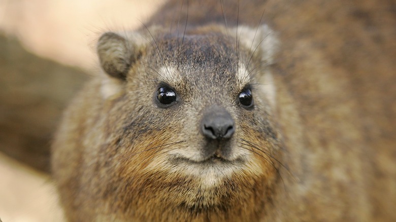 rock hyrax staring staring ahead