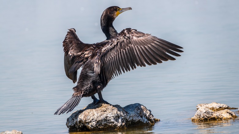 Great cormorant spreading wings on rock