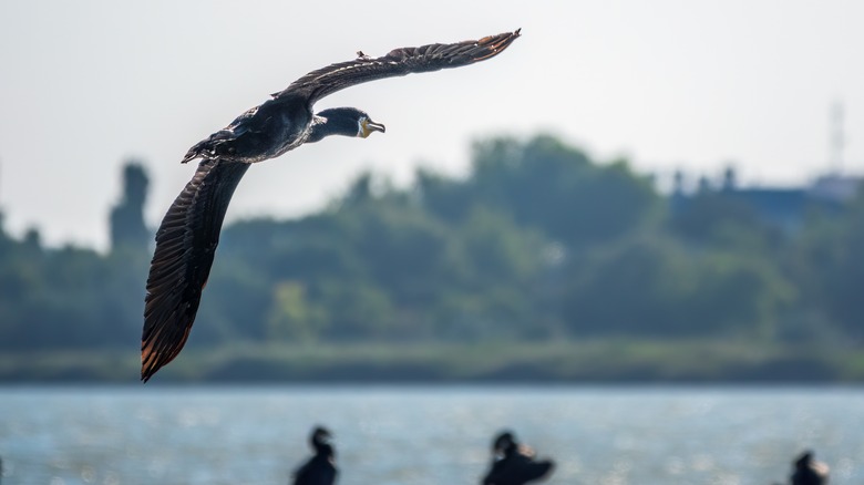 Great cormorant flying