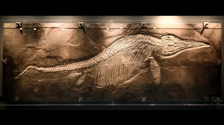 prehistoric reptile fossil Japanese museum