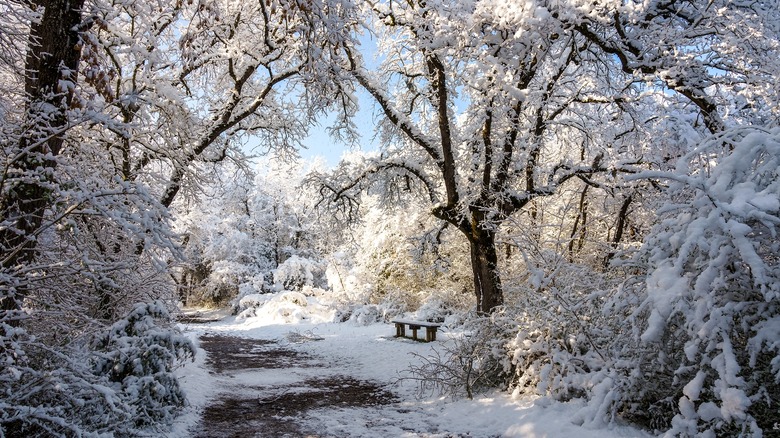 Snowy trees and path