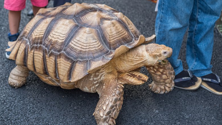 giant tortoise