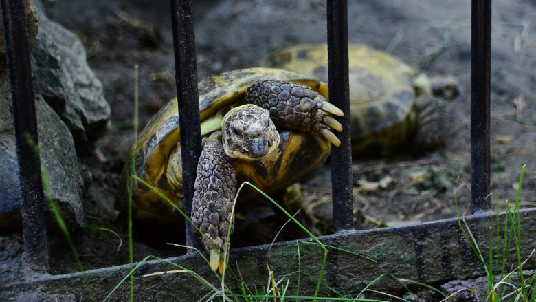 turtle escape