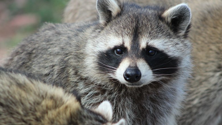 raccoon