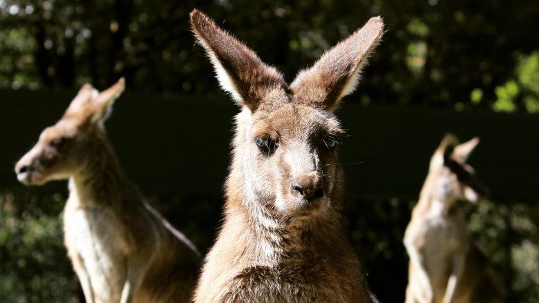 kangaroos