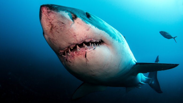 Watch: Girl, 11, frightened from surf by approaching shark