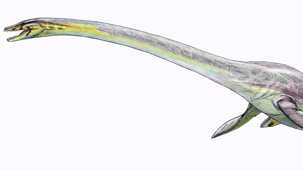 Elasmosaurus
