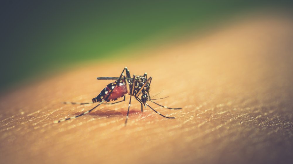 Mosquito