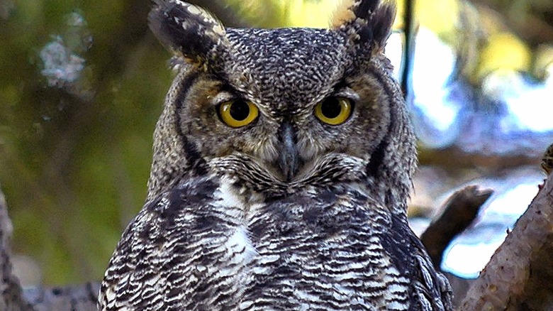 Intense stare of a Great Horned Owl