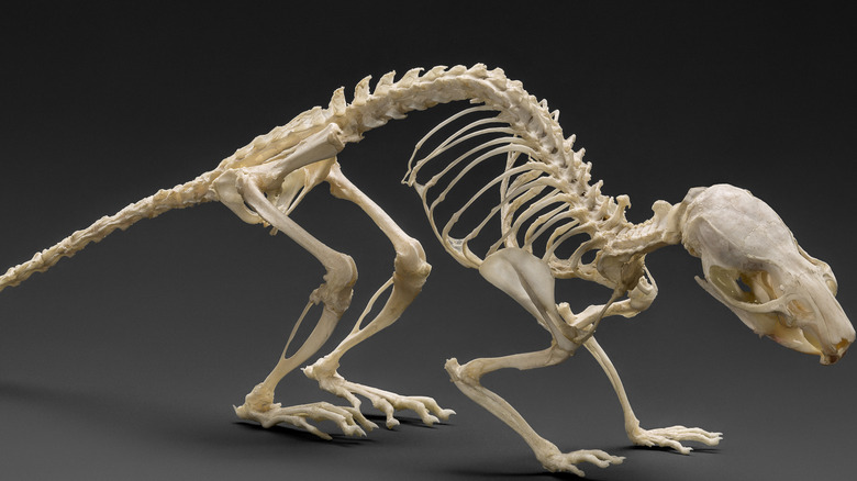 rat skeleton
