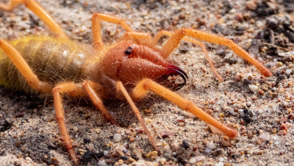 Biggest Camel Spider In The World