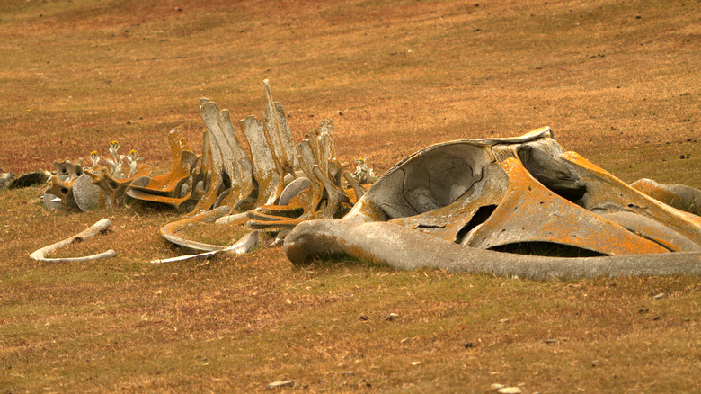 Fossilized whale skeleton