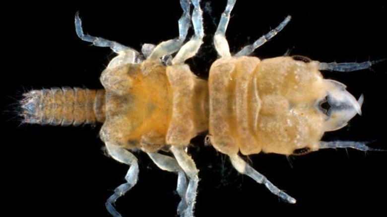 Gnathia jimmybuffetti