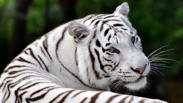 Close-up of a white tiger laying down and looking over its shoulder