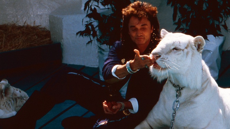 Roy Horn feeds a a leashed white tiger