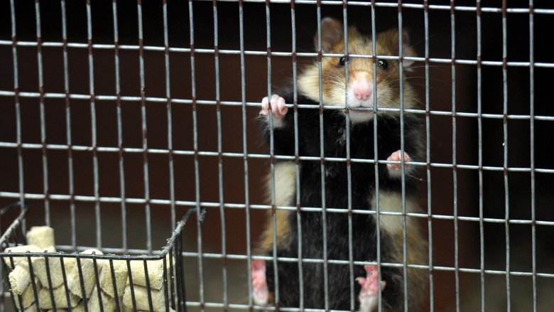hamster in cage