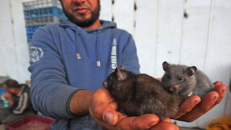 man with hamsters