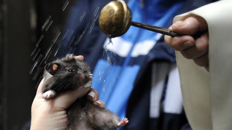 priest blessing hamster