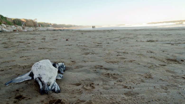 Dead penguin