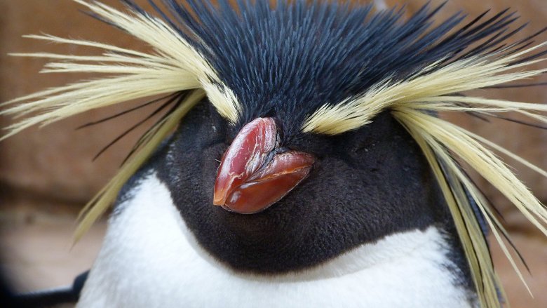 penguin