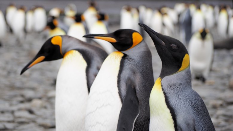 penguin