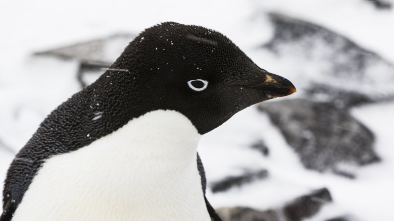 penguin